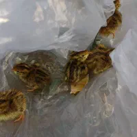 بچه بلدرچین