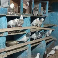 تعدا 30 الی 20تا طوقی درجه یک اجری  والماس