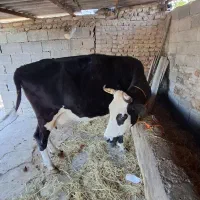 گاوشیری|حیوانات مزرعه|فرح آباد, |دیوار