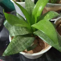 گلهای طبیعی و زیبا|گل و گیاه طبیعی|خانمیرزا, |دیوار