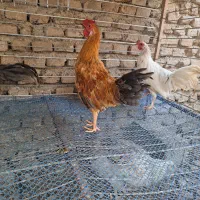 جوجه فونیکس ۳ ماهه