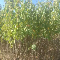 نهالستان دماوند|خدمات باغبانی و درختکاری|میاندوآب, |دیوار