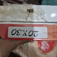 بوم نقاشی  در چندین اندازه