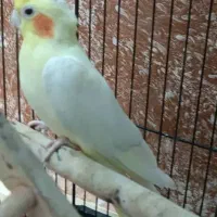 جفت عروس هلندی