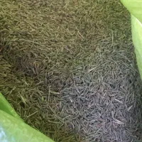 زیره سبز کشت امثالی خوش عطر و معطر