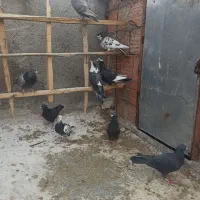 کبوتر پرشی فروشی