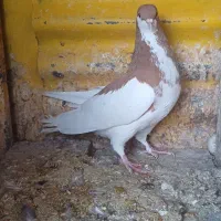 کبوتر|پرنده|شیراز, داریون|دیوار