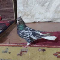 جفت ماده ۷رنگ دمب سفید ذات قدیمی