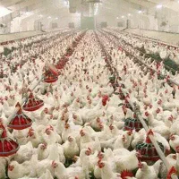 جذب سرمایه برای پرورش  طیور