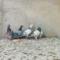 جوجه پلاکی|پرنده|شیراز, بید زرد|دیوار