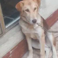 رکس سگ گمشده