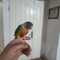 گرینجیگ نر آماده با قرمزی بالا باتست جنسیت|پرنده|مشهد, شهید آوینی|دیوار