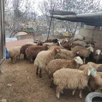 فروش دام زنده در رباط کریم همراه با قصاب مجرب|حیوانات مزرعه|رباط‌کریم, آدران|دیوار