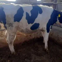 گوساله نر ۴۰۰ کیلویی|حیوانات مزرعه|مهریز, |دیوار