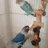 طوطی|پرنده|سمنان, |دیوار