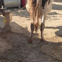 گاو شیری|حیوانات مزرعه|شاهیوند, |دیوار