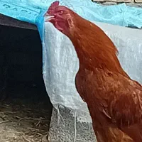 لاری