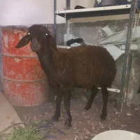 گوسفند نر