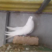کبوتر پر روزگاری