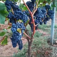 همه رقم|گل و گیاه طبیعی|جاجرم, |دیوار