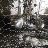 ۲ عدد قو غاز و یک غاز