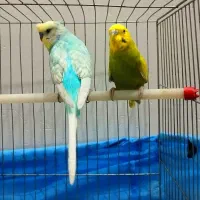 جفت مرغ عشق بالغ|پرنده|گلستان (تهران), |دیوار