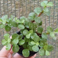 گل اپارتمانی|گل و گیاه طبیعی|زابل, |دیوار