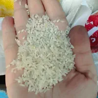 برنج طارم محلی و لاشه طارم هاشمی|خوردنی و آشامیدنی|نوشهر, |دیوار