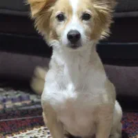 سگ گم شده (مژدگانی خوب)