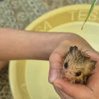 همستر|موش و خرگوش|شیراز, ریشمک|دیوار