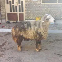 قوچ|حیوانات مزرعه|اهواز, منازل کارون|دیوار