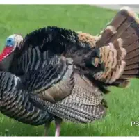 بوقلمون ومرغ محلی