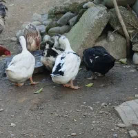 ۵ اردک ماده