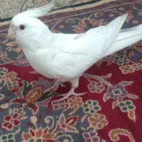 عروس هلندی گمشده
