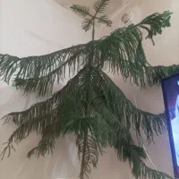 گل ساختمانی