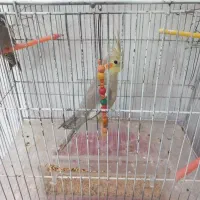 عروس هلندی۸۰۰