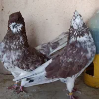 کفتر شمرونی کفتر اخمو بشرطپرش