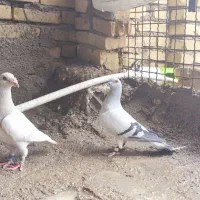 شامی و سفیددورگ