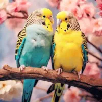 عروس طوسی۷۵۰ت   حراج واقعی   آیهان