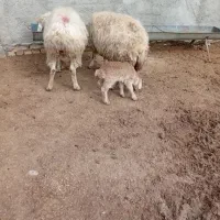 میش بره دار|حیوانات مزرعه|شیروان (خراسان), |دیوار