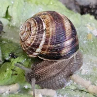 حلزون اسکارگو  و آچاتینا