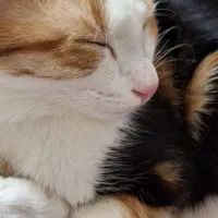 گربه عقیم شده ماده|گربه|برخوار, |دیوار