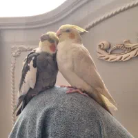 عروس هلندی جفت نر و ماده|پرنده|مشکیندشت, |دیوار