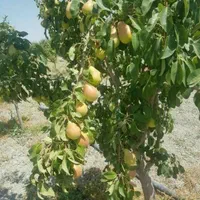 نهال گلابی