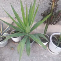 گلهای سالم سر حال|گل و گیاه طبیعی|هشتگرد, فاز ۳ مهستان|دیوار