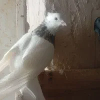 کبوترفروشی