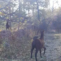 اسب مادیان|اسب و تجهیزات اسب‌سواری|مشگین شهر, |دیوار