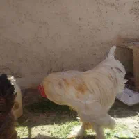 مرغ و خروس