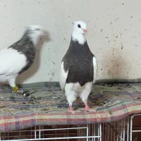 جفت جوجه طوقی سه چهار پره