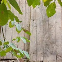 دروازه چوبی قدیمی|کلکسیون اشیاء عتیقه|خرمدره, |دیوار